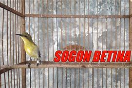 Sogon Betina